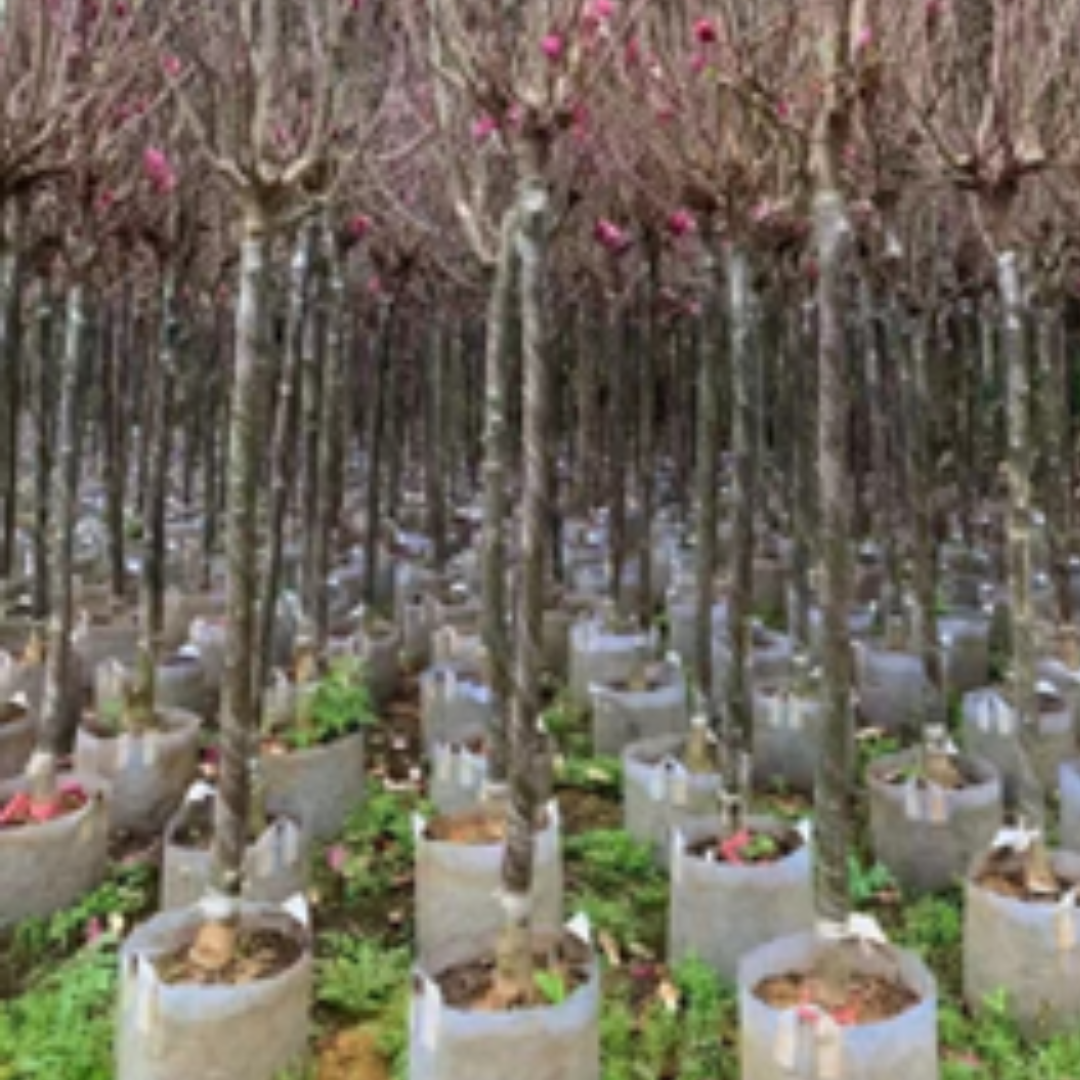 MAGNOLIA SOULANGEANA