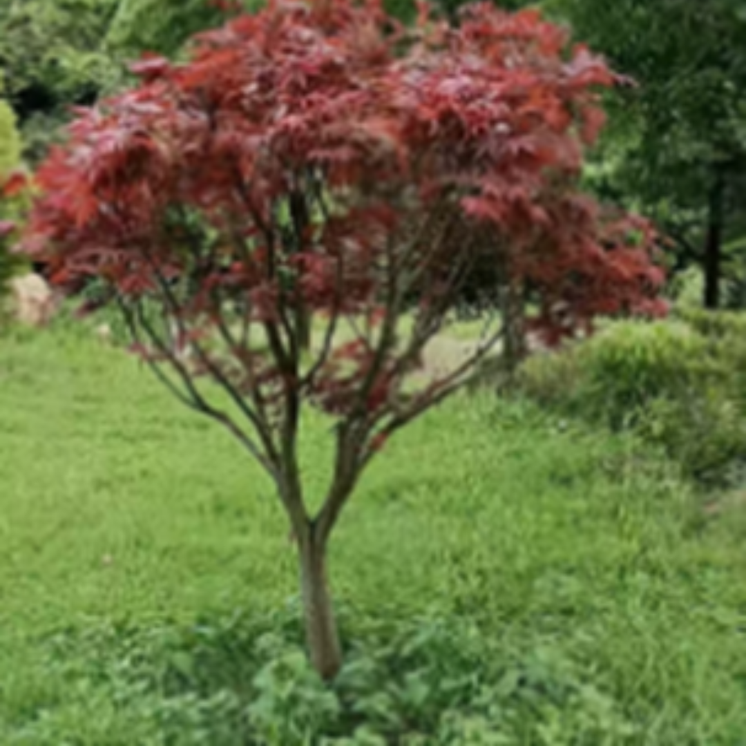 Acer palmatum