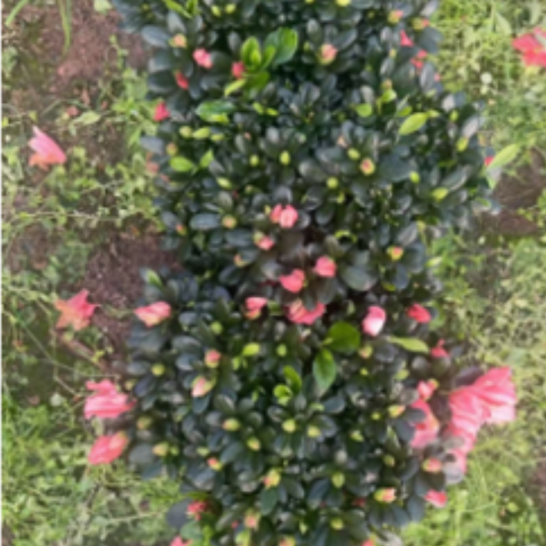 Azaleas (cherry red)