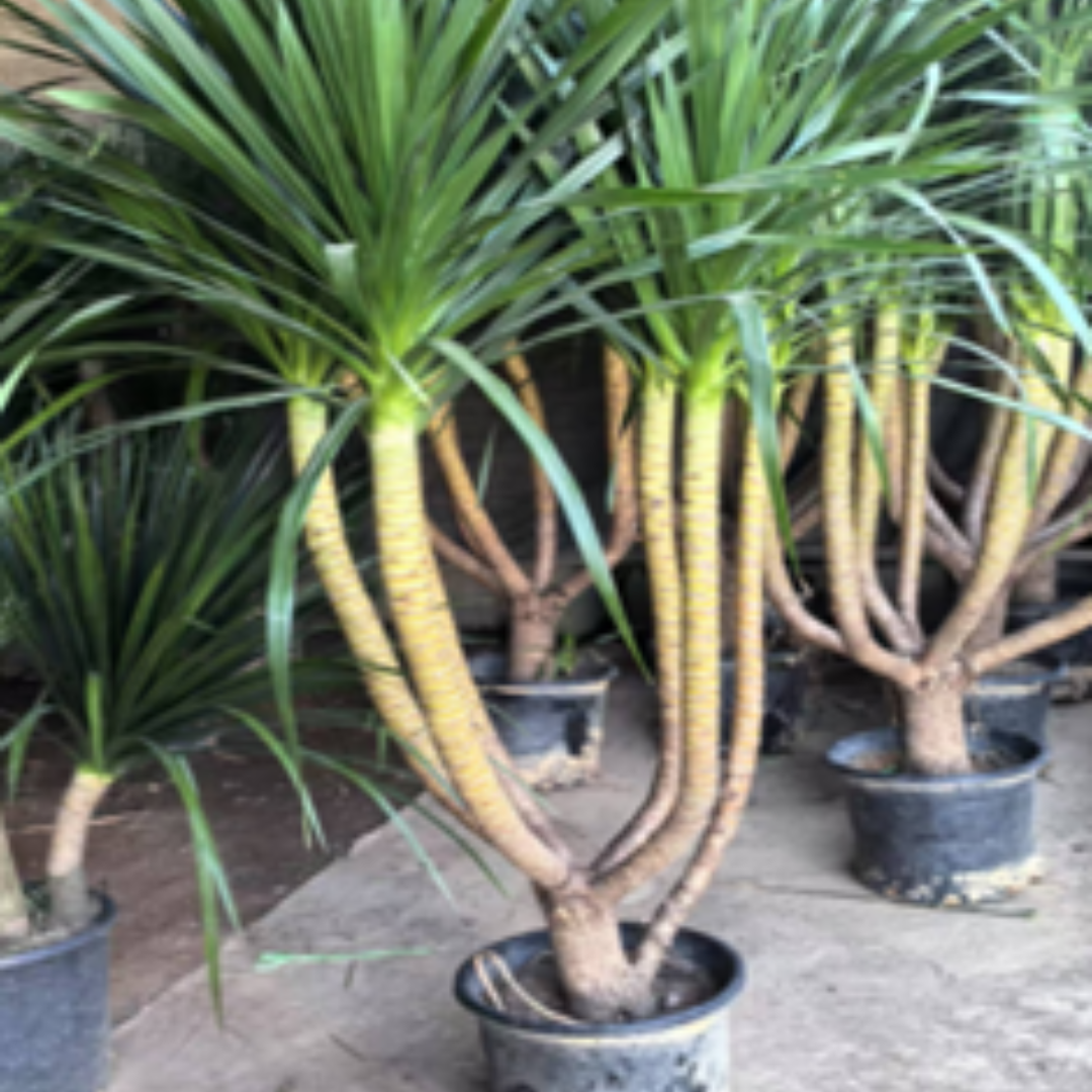 Dracaena draco