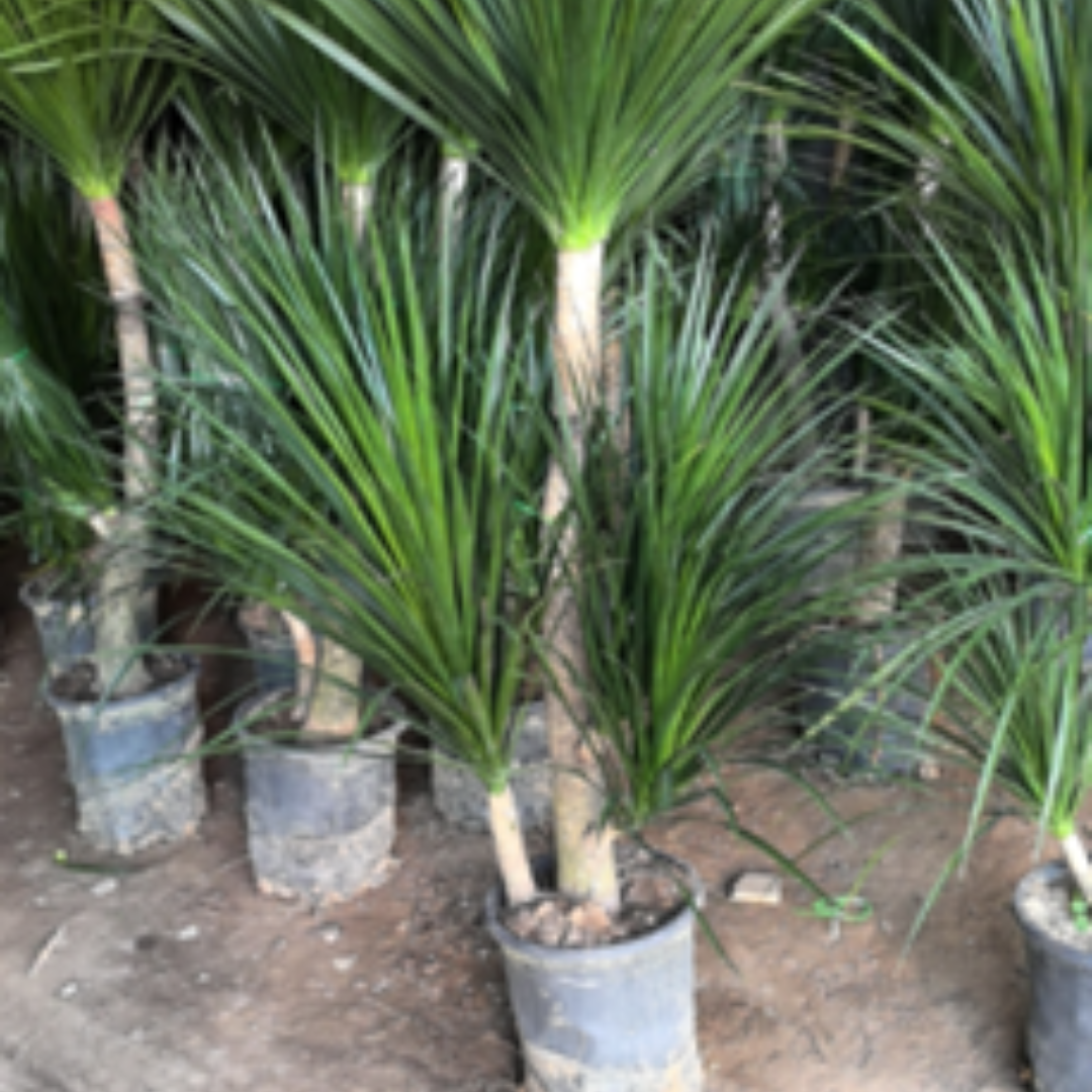 Dracaena draco
