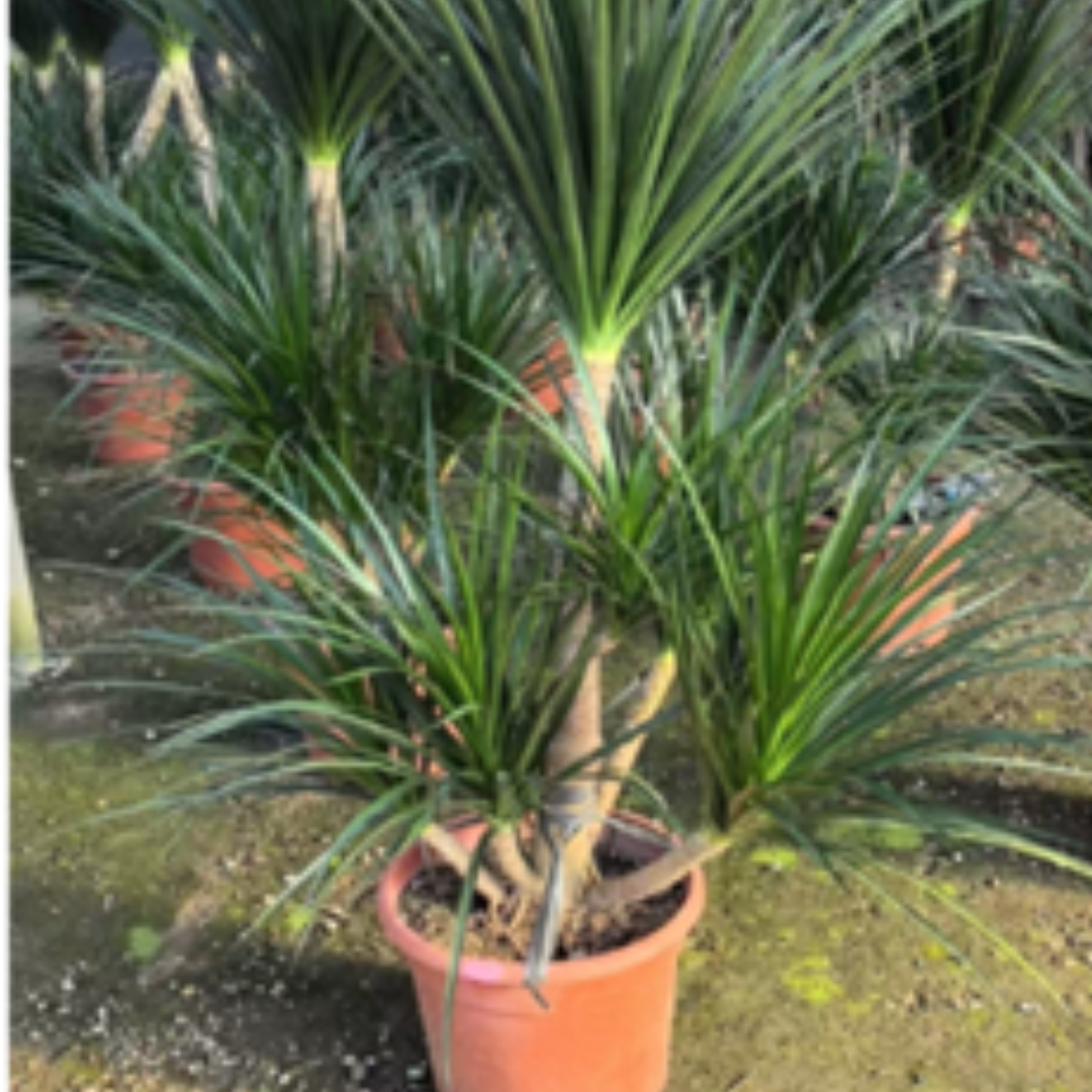 Dracaena draco