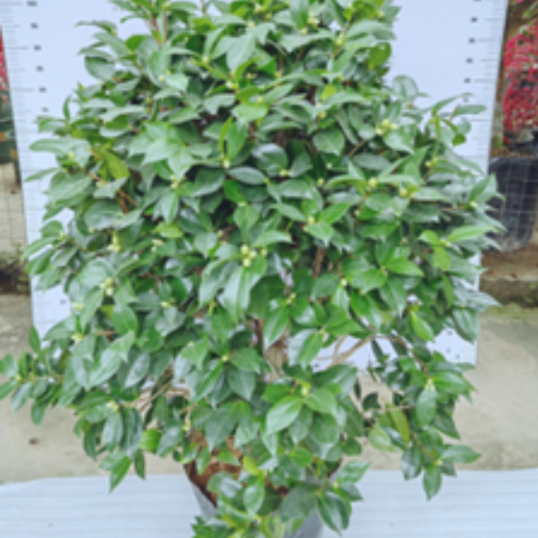 Camellia ‘Chidan'
