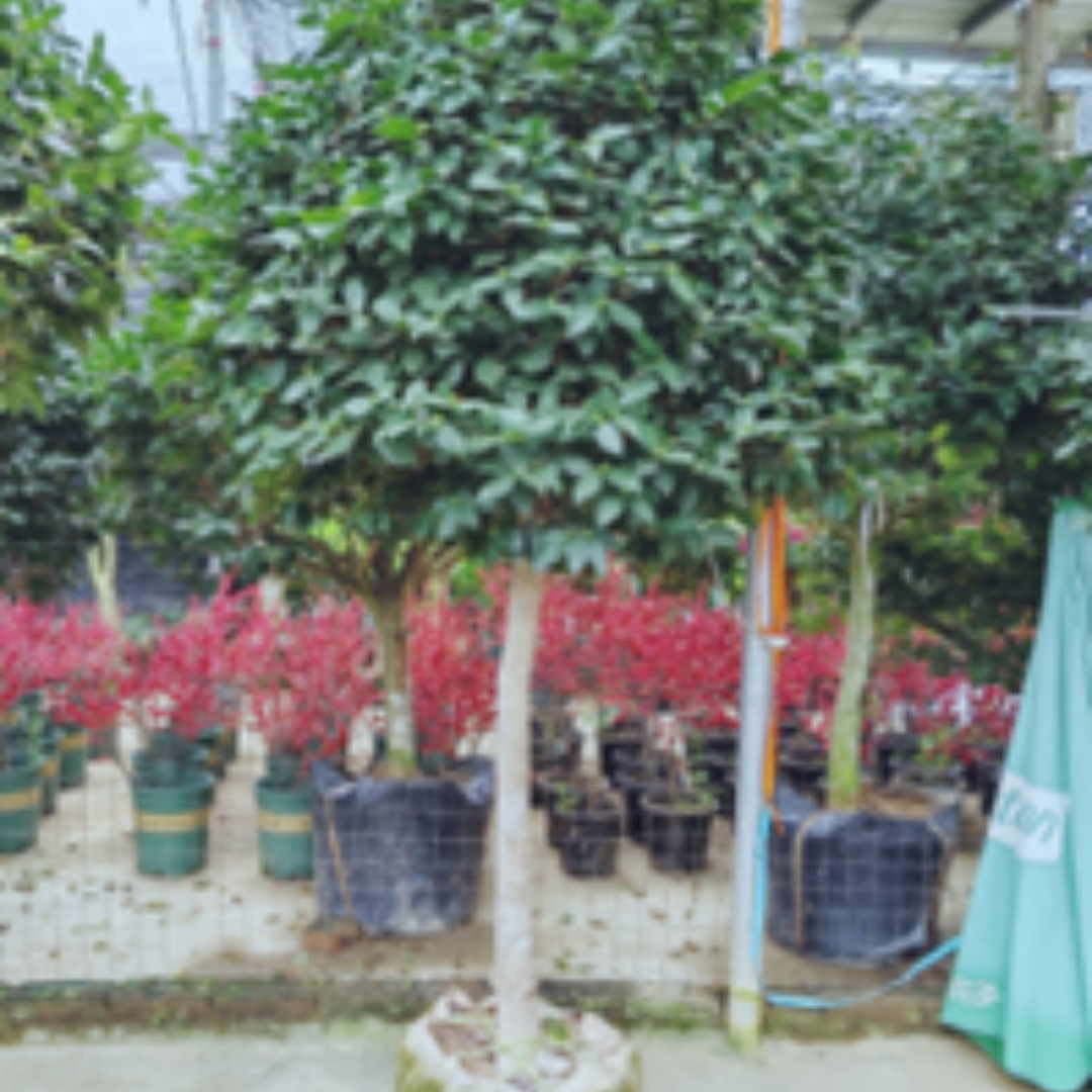 Camellia ‘perfume'