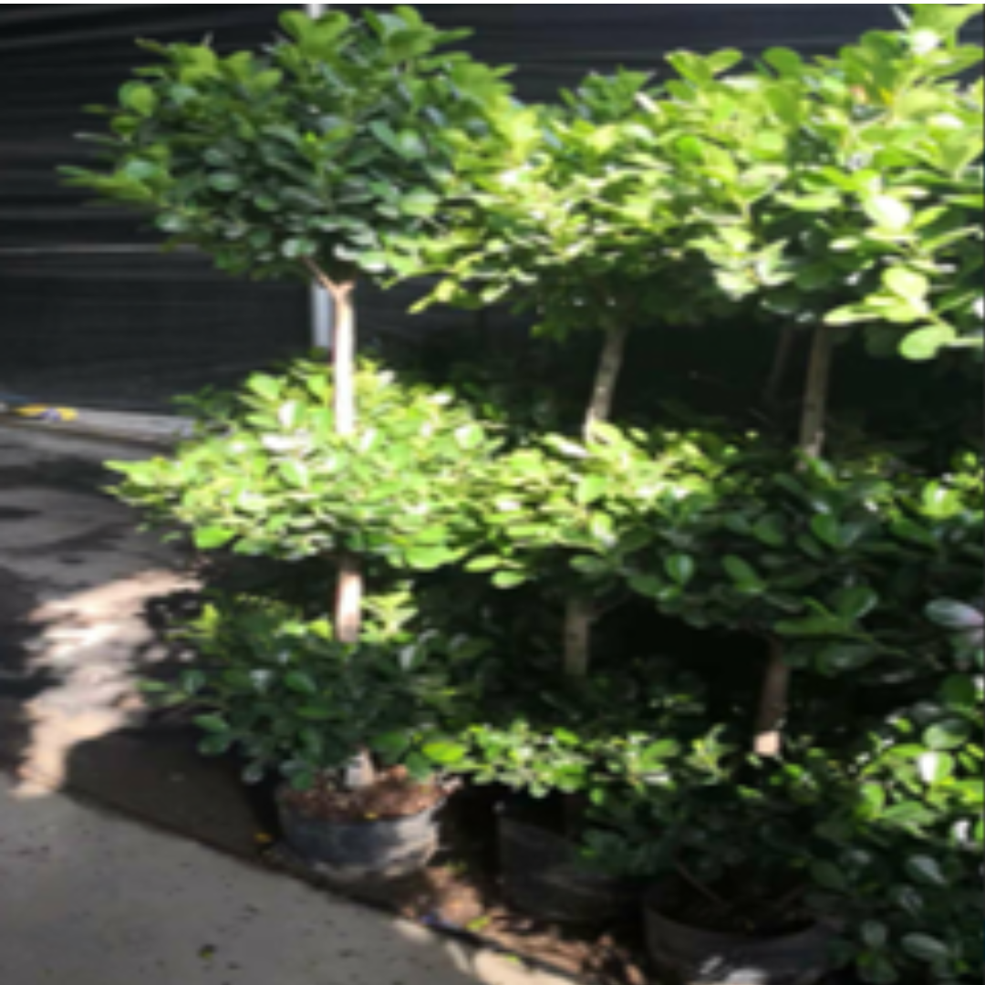 Panda 3 layers H170cm D2cm