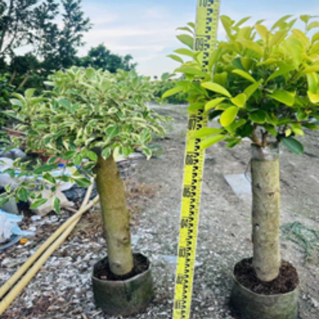 ficus bonsai