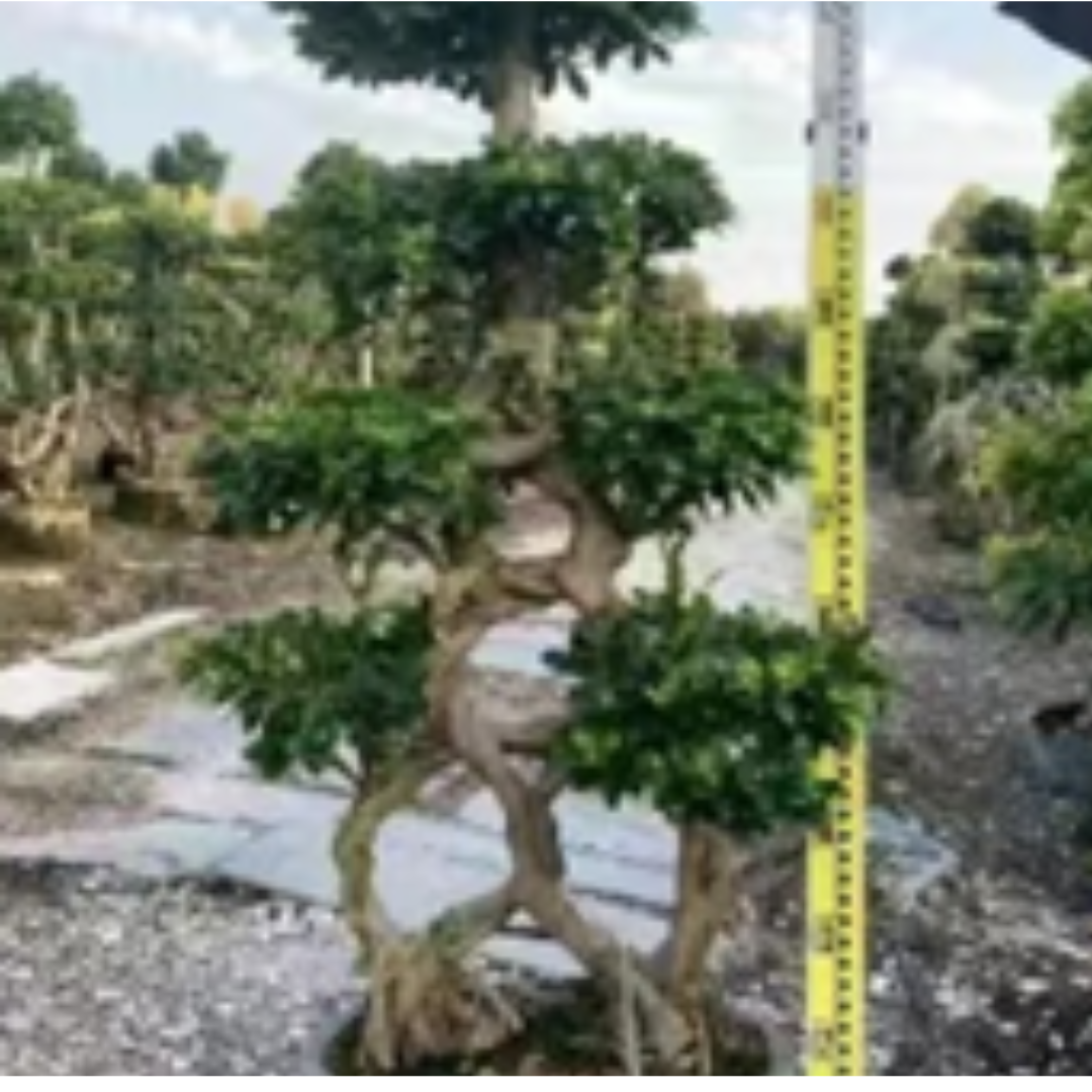 ficus bonsai