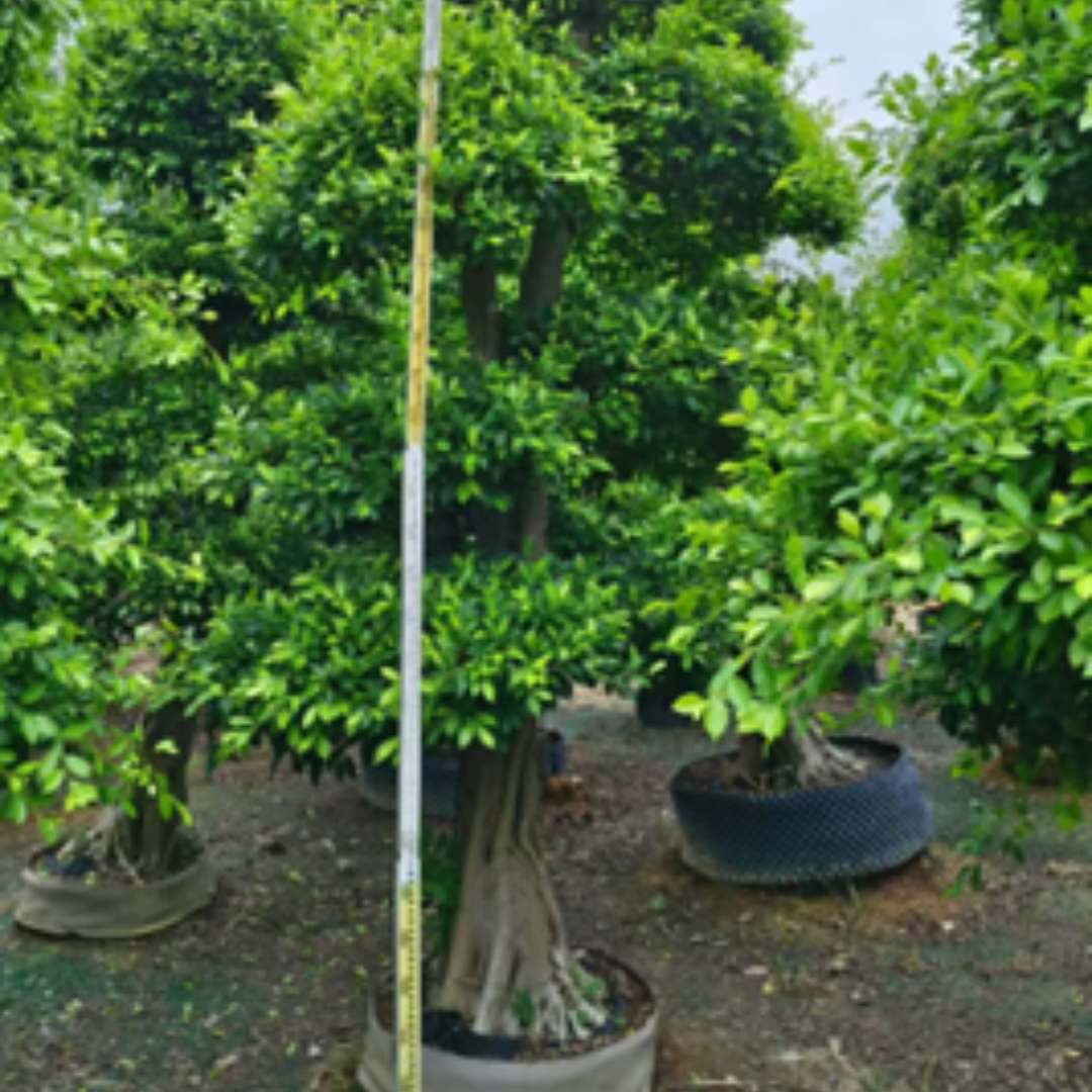 ficus bonsai