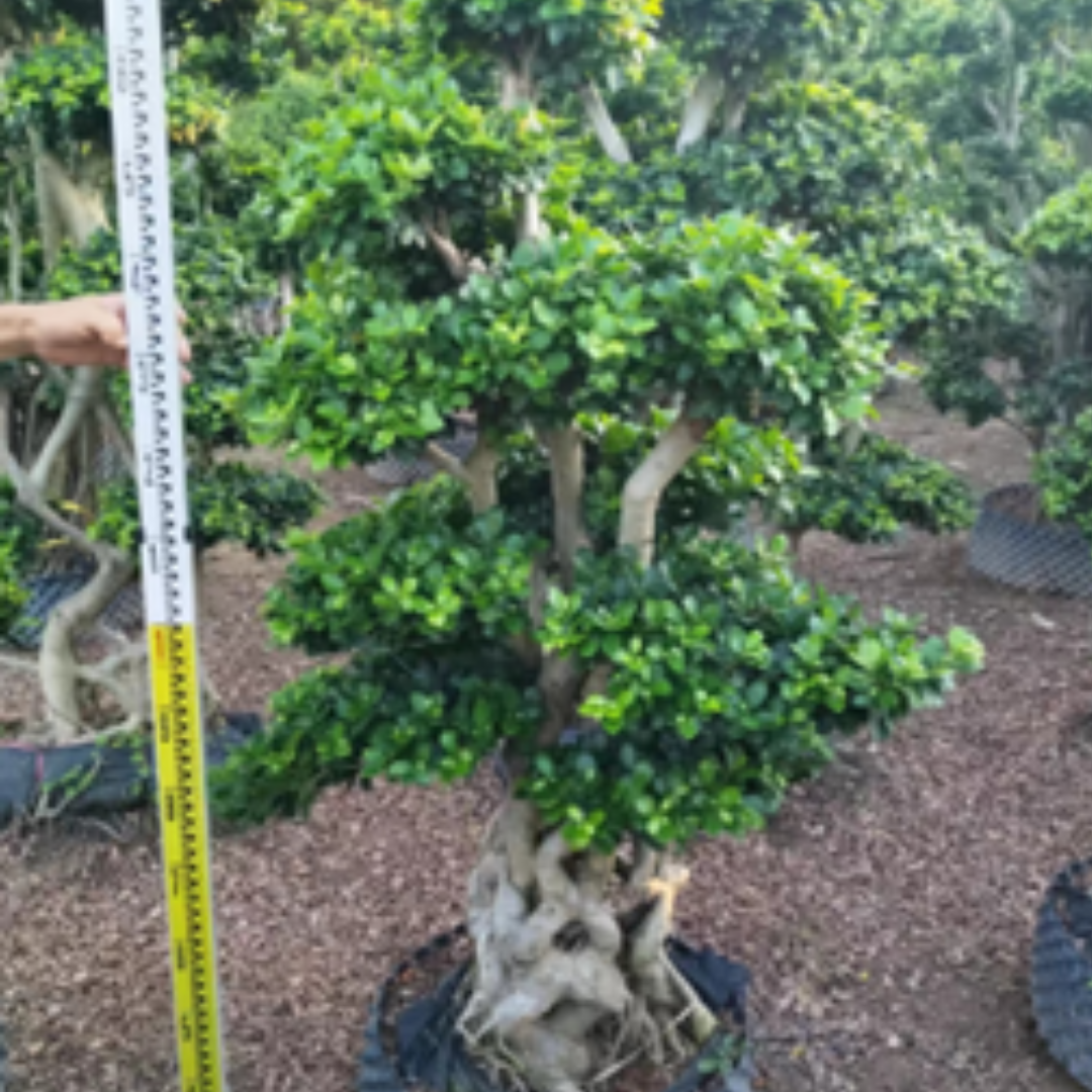 ficus bonsai