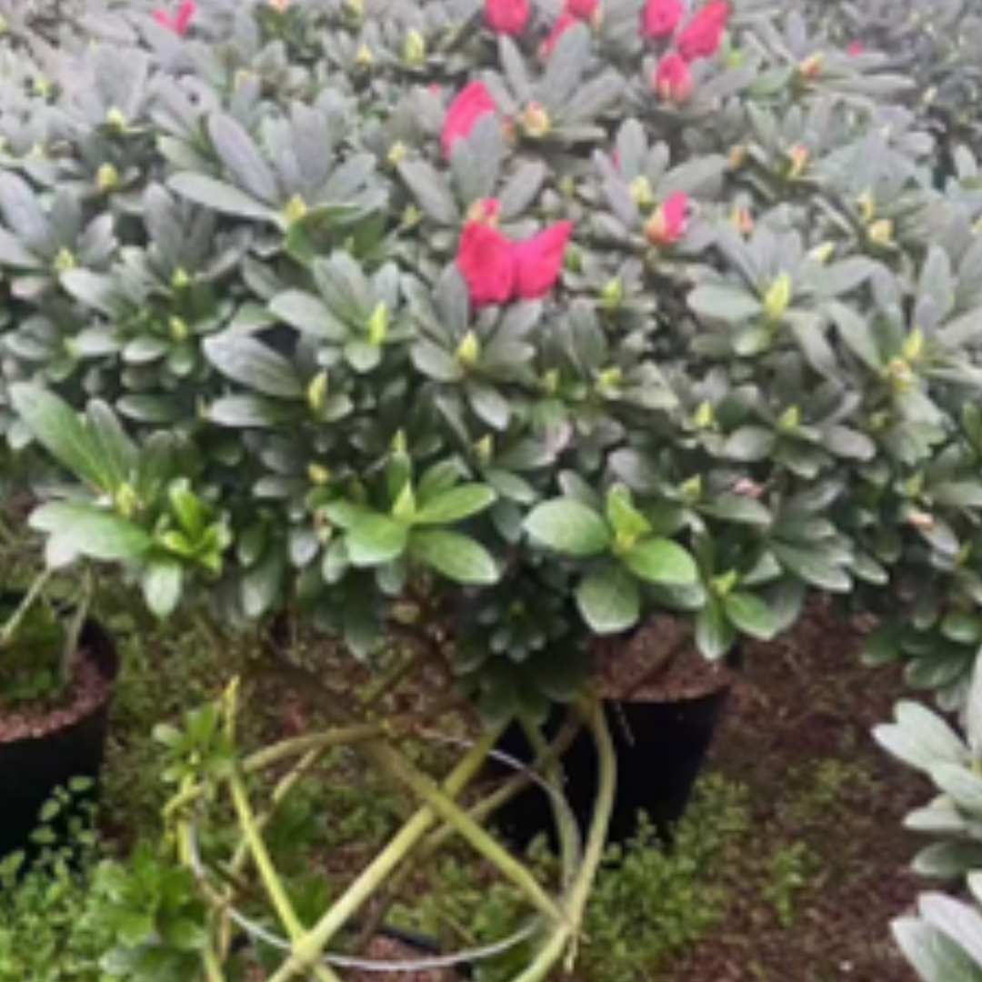 Azaleas (flower basket)