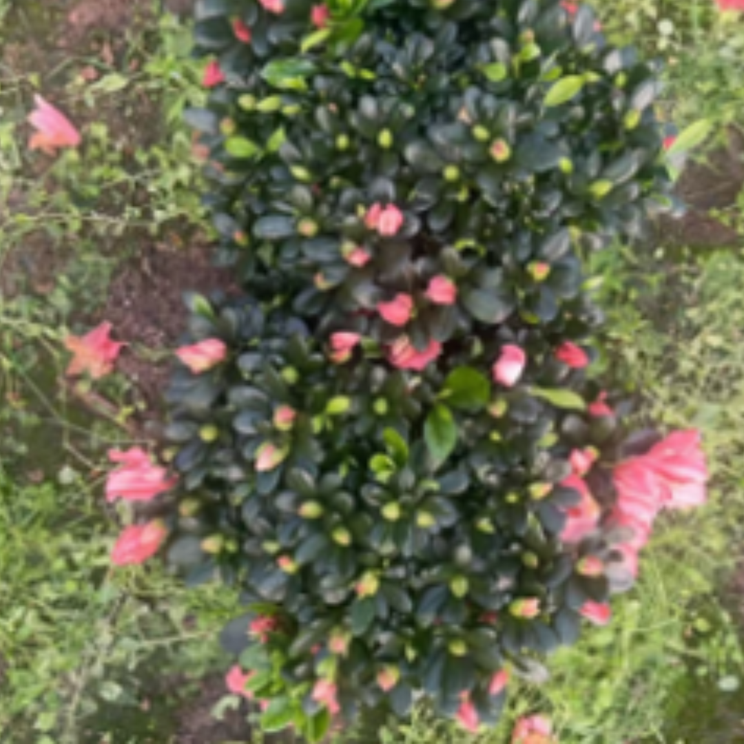 Azaleas (cherry red)