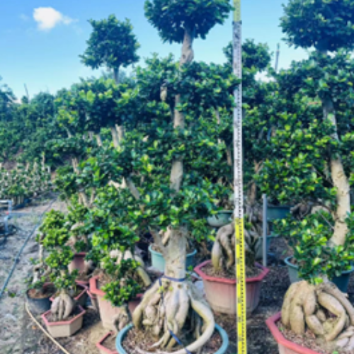Ficus microcarpa