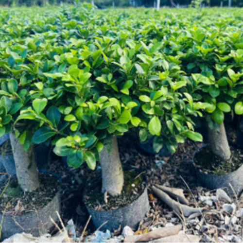 single-pole ficus