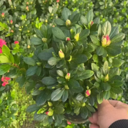 Azaleas (red)