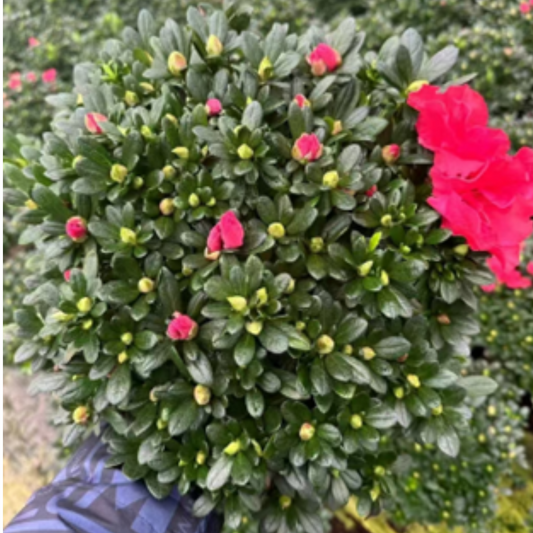 Azaleas (rose red)