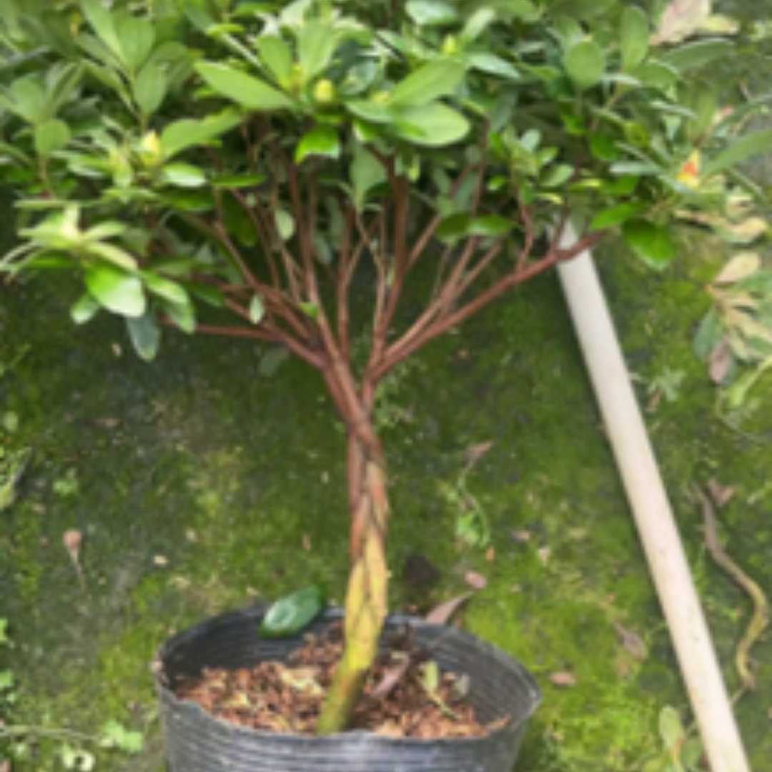 Azaleas (braided) – Theexotictrees