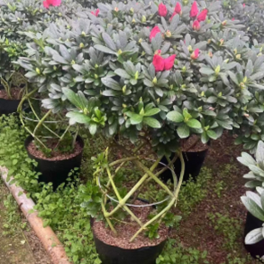 Azaleas (flower basket)