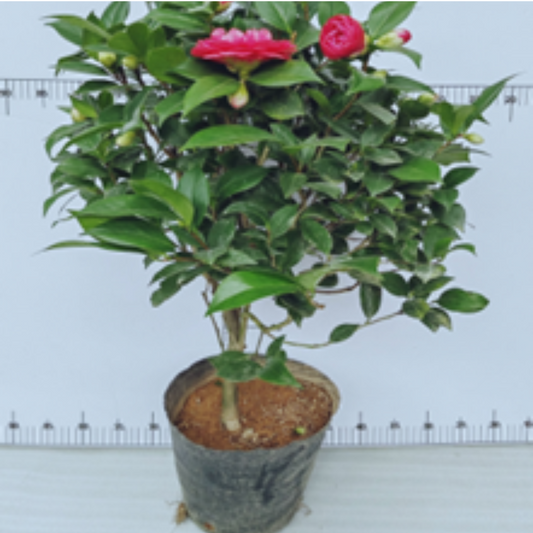 Camellia   ‘Chidan'