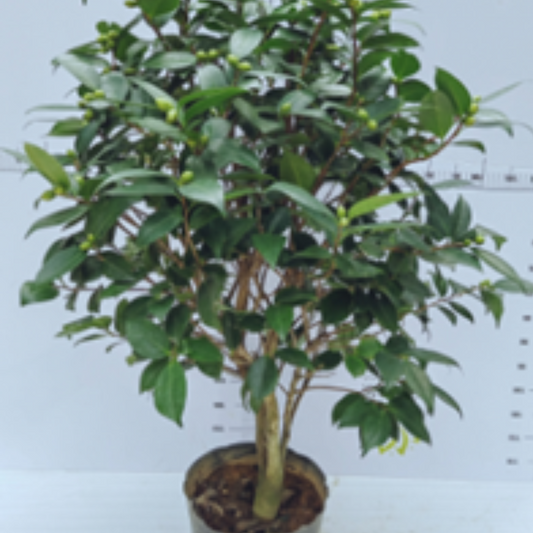 Camellia  ‘perfume'