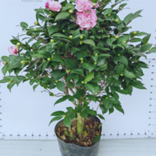 Camellia   ‘perfume'