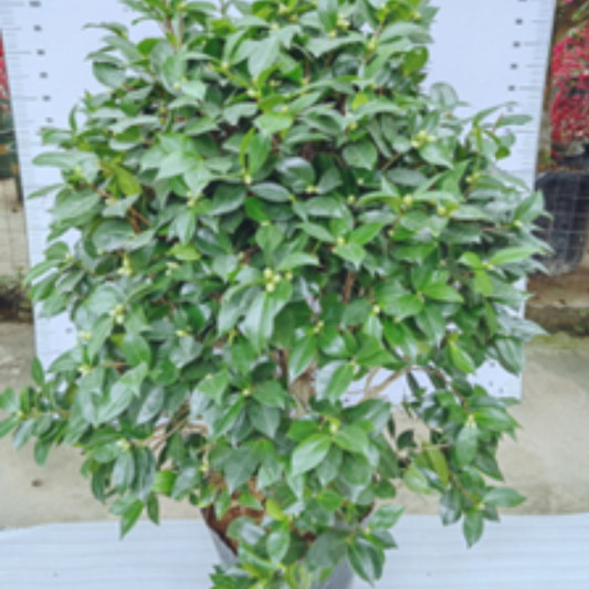 Camellia ‘Chidan'