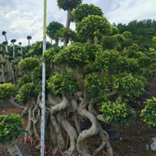 ficus bonsai