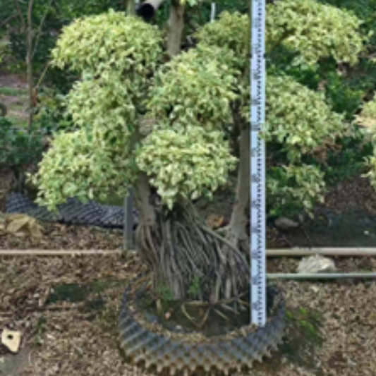 ficus bonsai