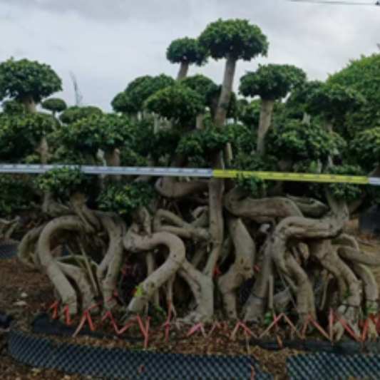 ficus bonsai