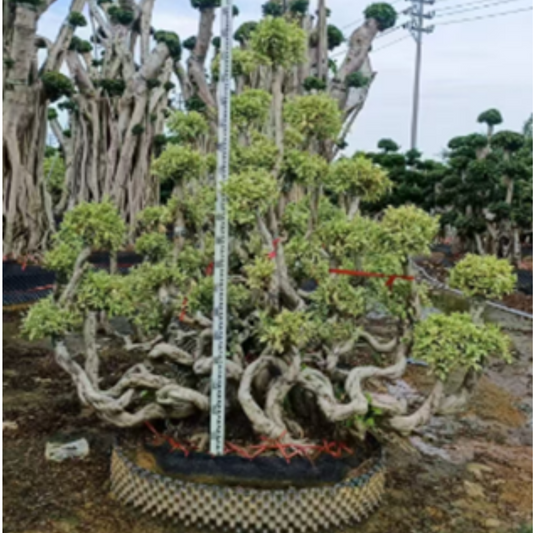 ficus bonsai