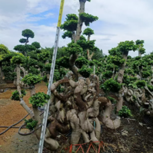 ficus bonsai