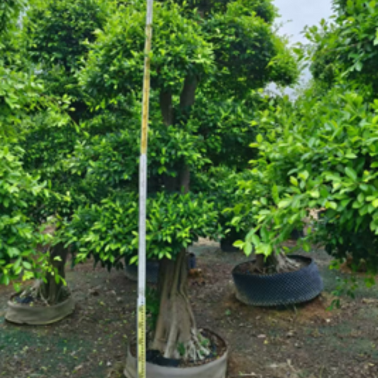 ficus bonsai