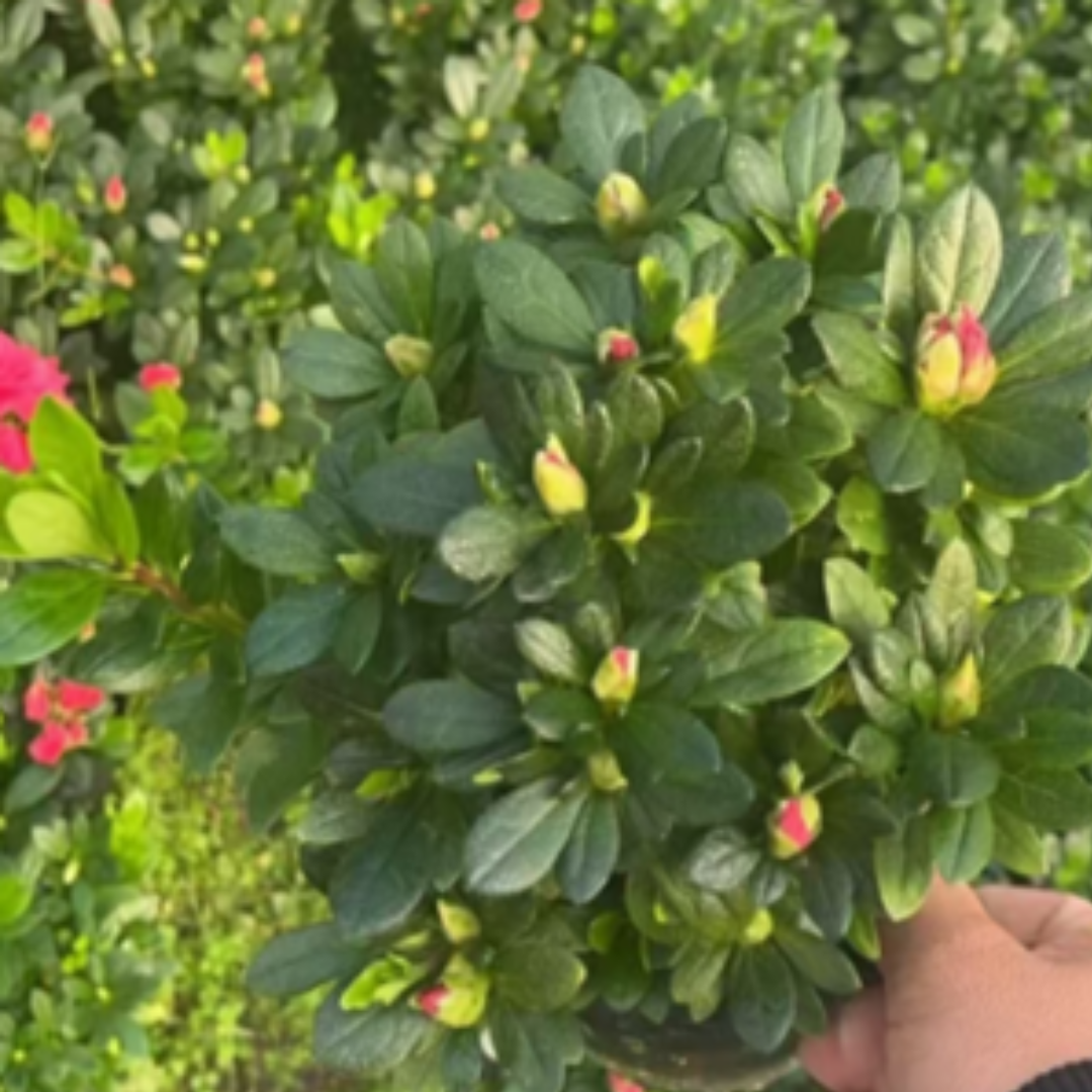 Azaleas (Red)