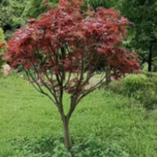 Acer palmatum Thumb