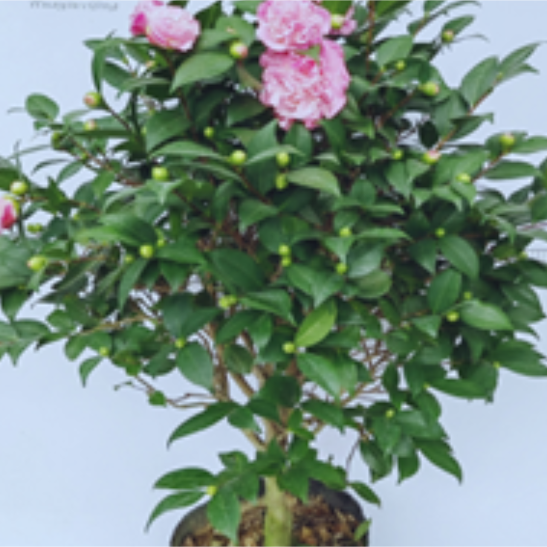 Camellia 'perfume'