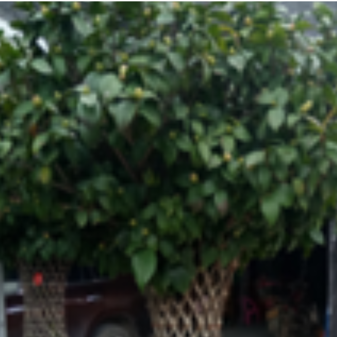 Camellia spp