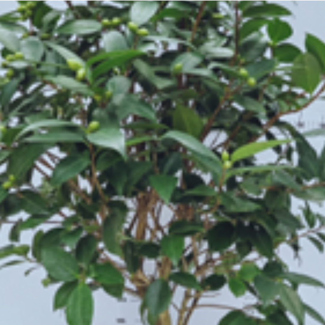 Camellia perfume