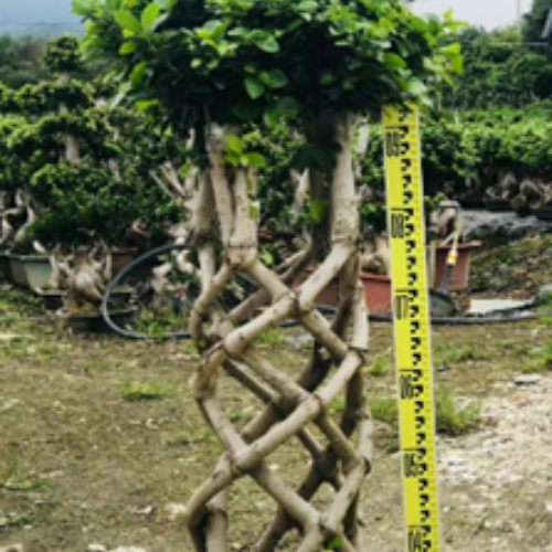 pen holder root