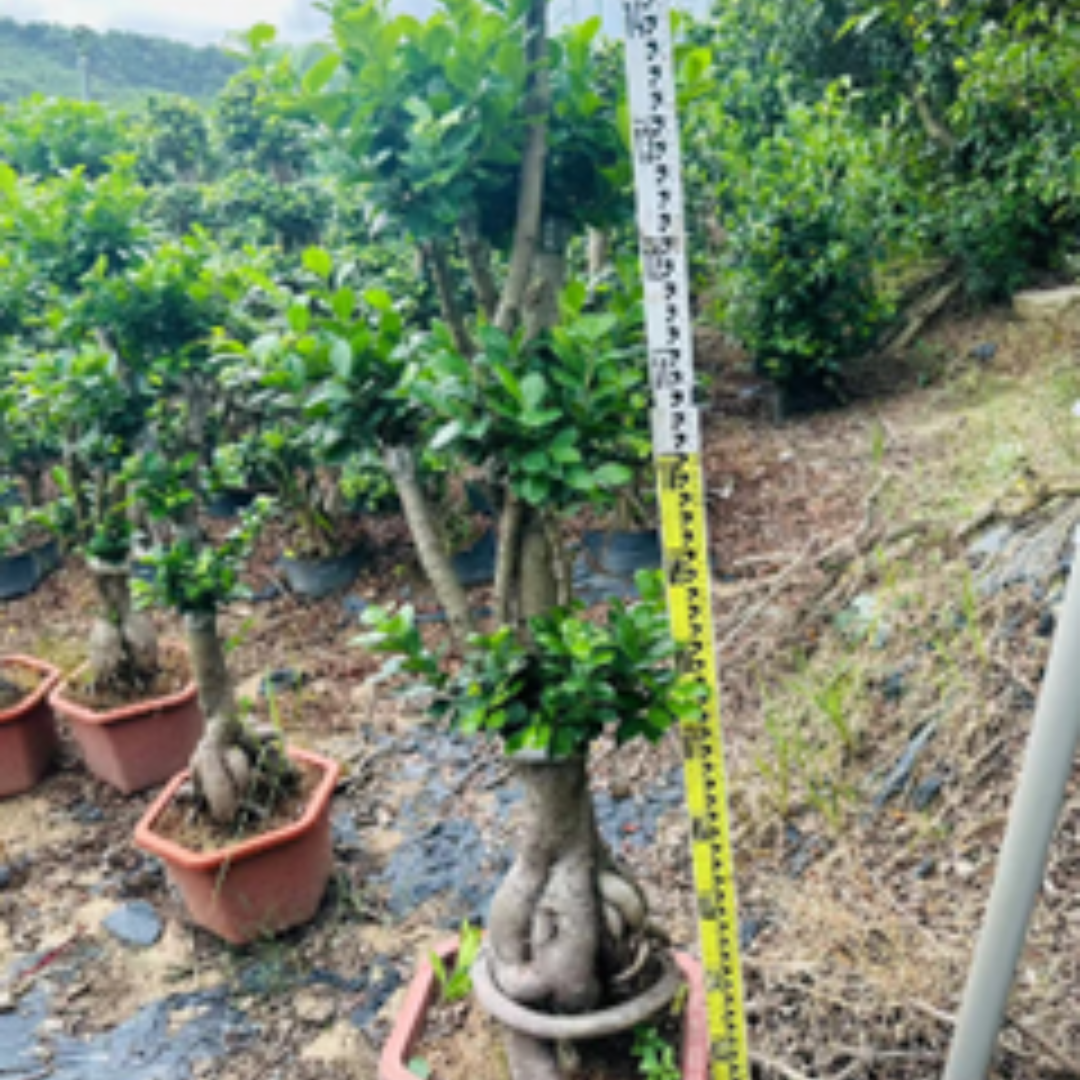 Tall melon