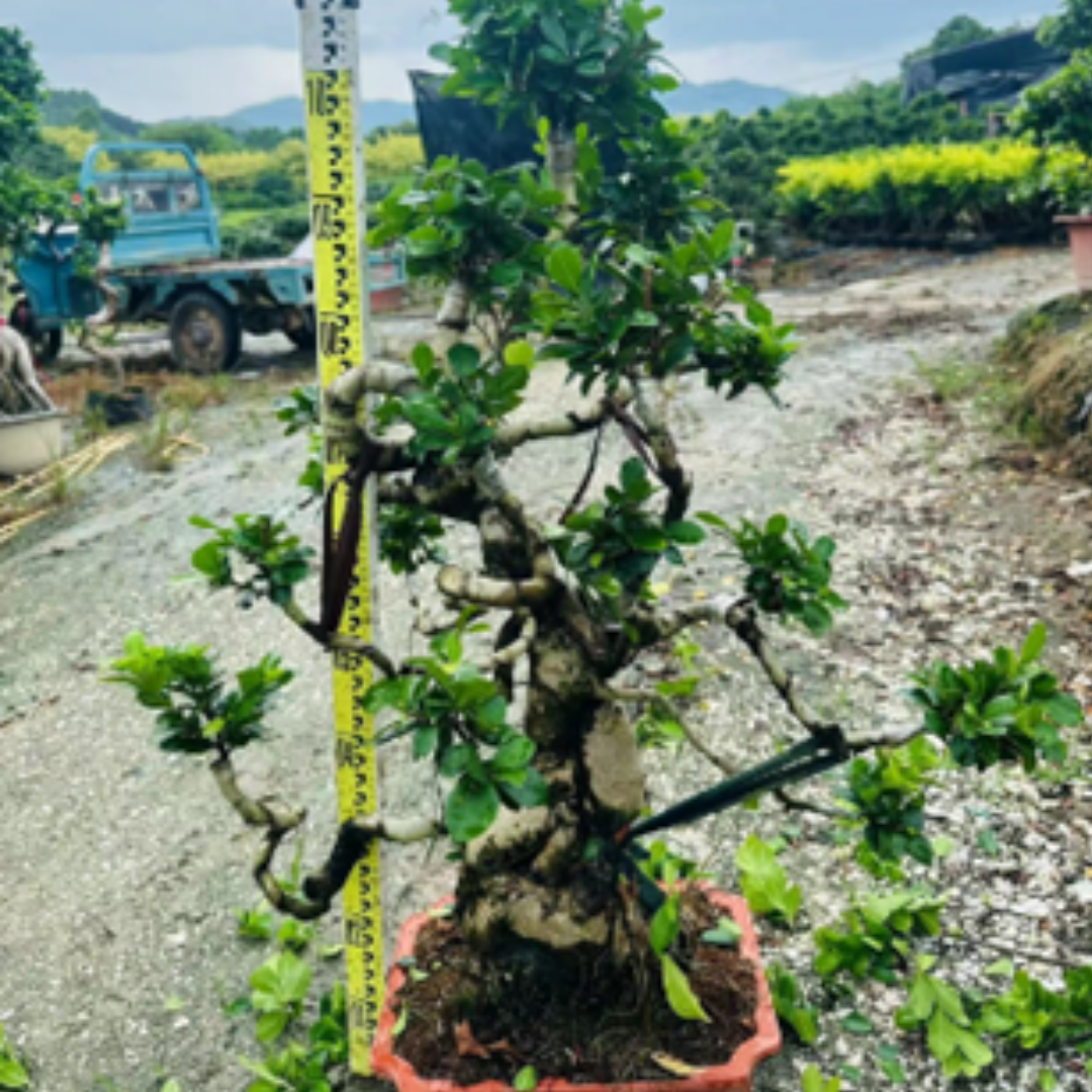 Styling bonsai