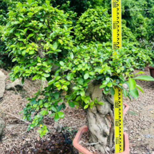Strange root with pile shape