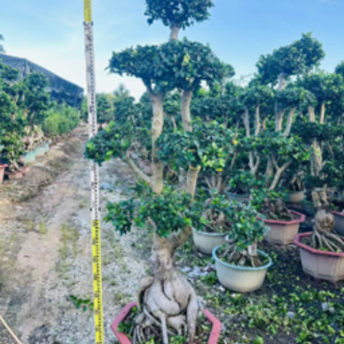 Ficus microcarpa