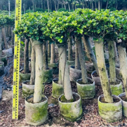 single-pole ficus