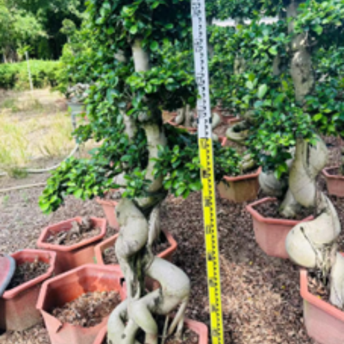S-shaped strange root