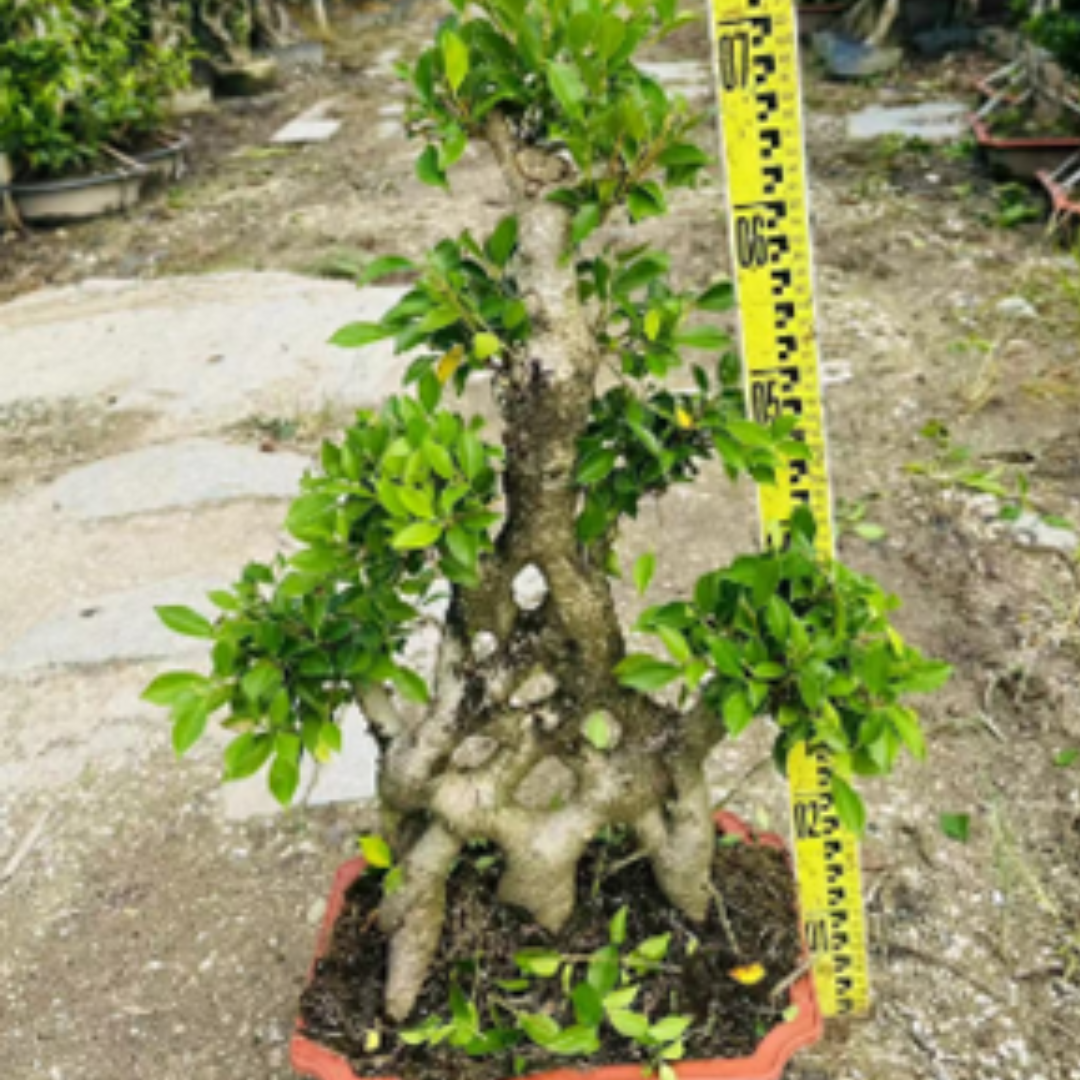 Taiwan Ficus microgrid