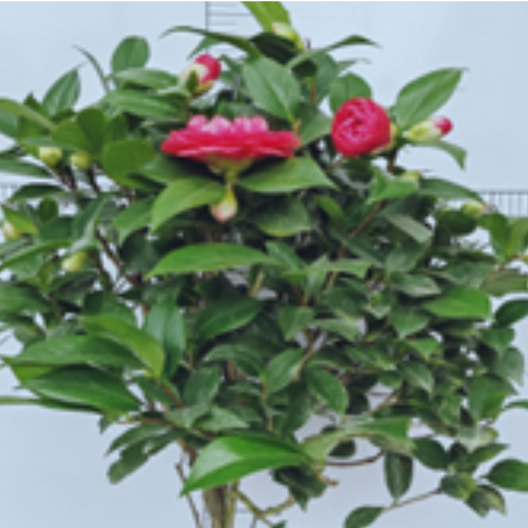 Camellia Chidan