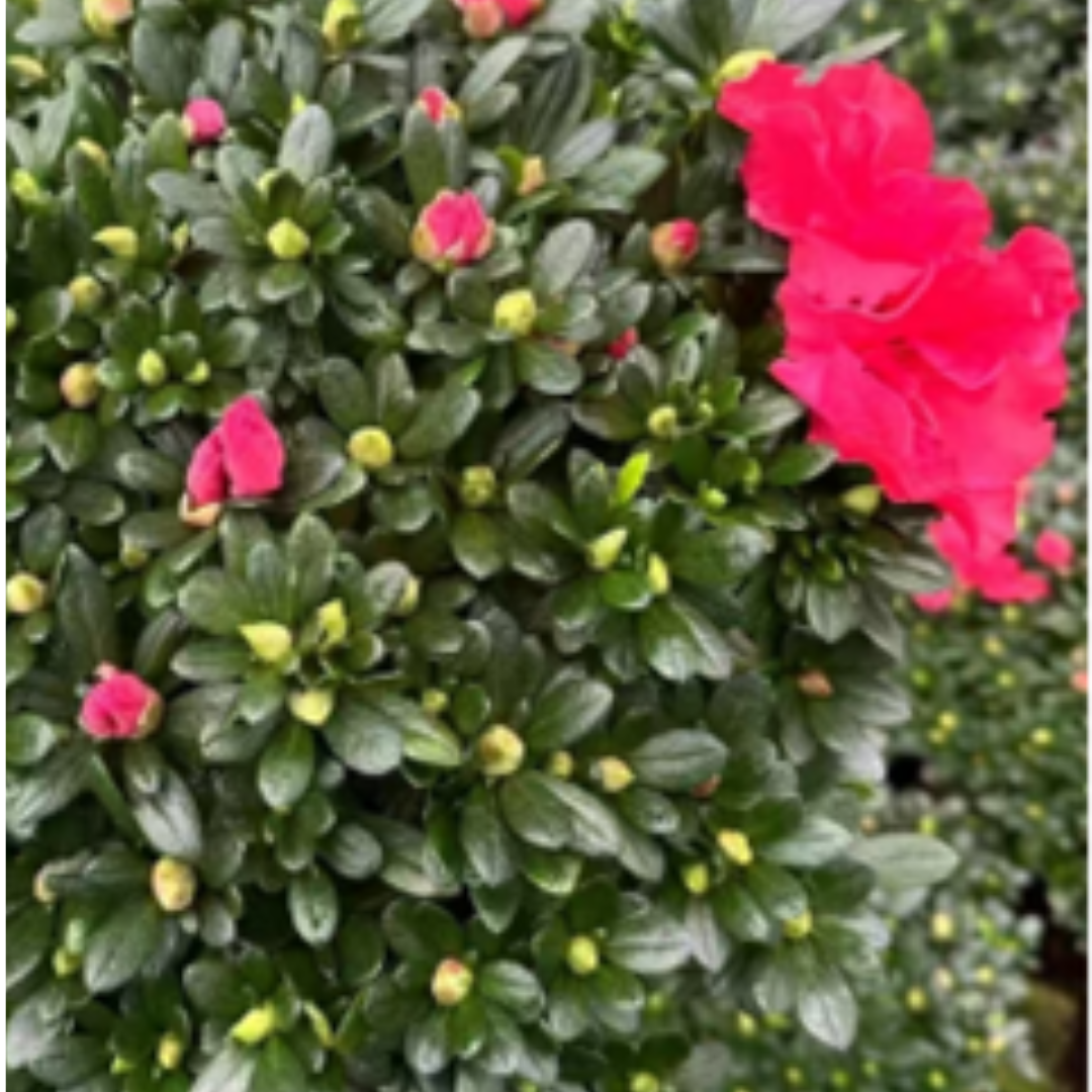 Azaleas (Rose Red)