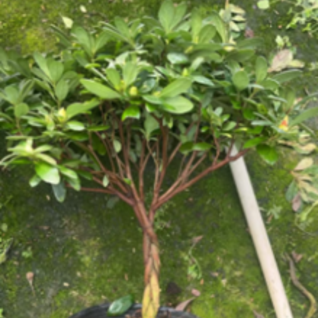 Azaleas (braided) – Theexotictrees