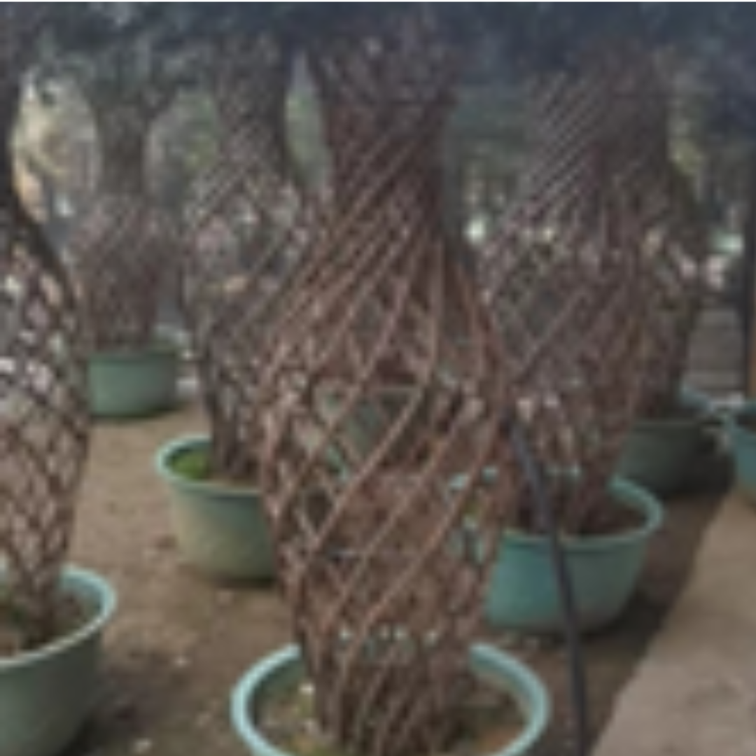 Podcarpus Cages