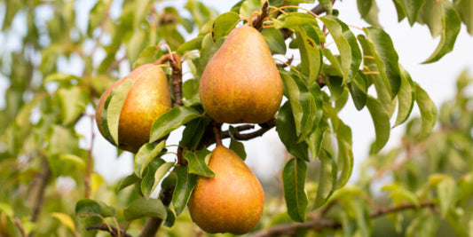 Fruit Trees & Bushes