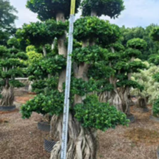 ficus bonsai